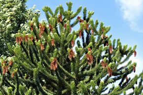 Araucaria, d�sespoir des singes
