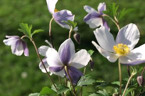 An�mone japonaise 'Wild Swan'
