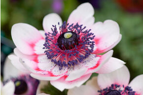 Anemone coronaria 'Duet'