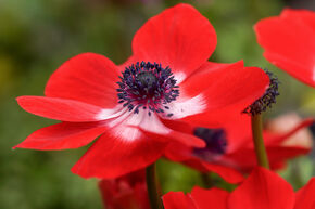 Anemone coronaria 'Hollandia'