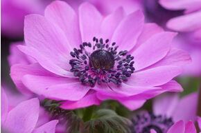 Anemone coronaria 'Sylphide'