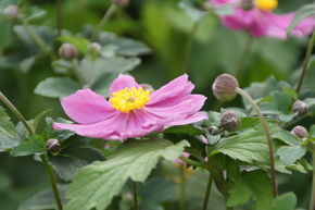 An�mone du Japon tomentosa 'Serenade'