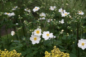 An�mones du Japon 'Honorine Jobert'