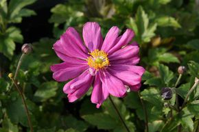 An�mone du Japon 'Prinz Heinrich'