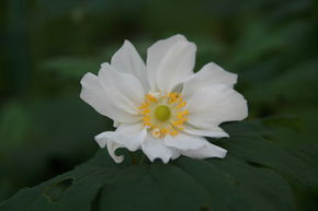 An�mone x japonica 'Wirbelwind'