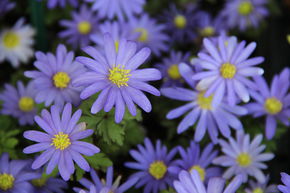 An�mone de Gr�ce 'Blue Shades'