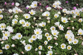 An�mone de Gr�ce 'White Splendour'