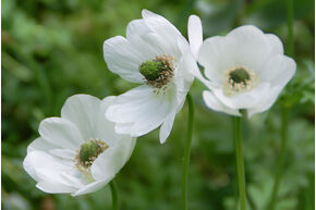 Anemone coronaria 'Bride'