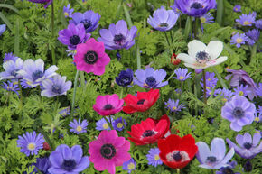 Anemone coronaria 'De Caen' M�lange