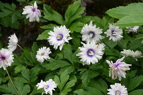 An�mone des bois 'Blue Eyes'