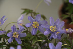 An�mone des bois 'Royal Blue'