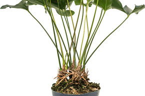 Fl�che Anthurium 'Arrow'