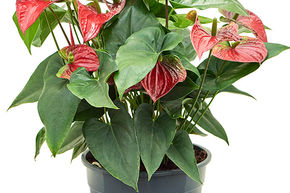 Anthurium andraeanum 'Sierra'