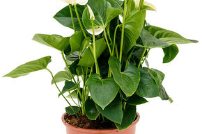 Langue de feu 'Sumi'