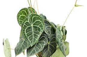 Anthurium clarinervium