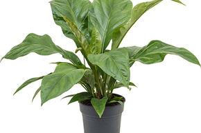 Langue de feu 'Jungle Bush'