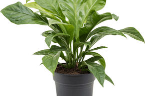 Langue de feu 'Jungle Bush'