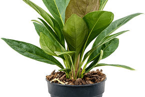 Langue de feu 'Jungle' hybride