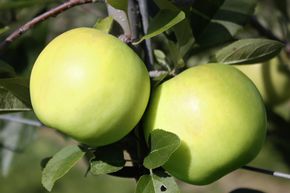 Pommier Bionda� Bella