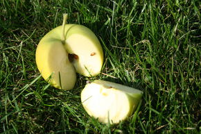 Pommier Bionda� Patrizia