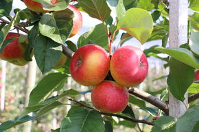 Pommier Paradis� La Pommier interdite