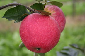 Pommier Paradis� Fantasia�