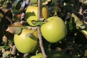 Pommier Paradis� Granny Swiss