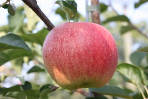 Pommier Paradis� Sparkling�