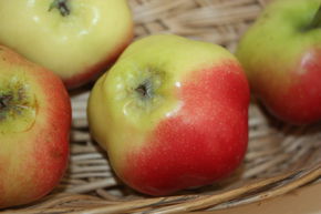 Pommier 'Sternapi'