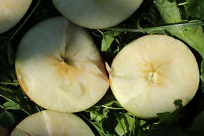 Pommier sans p�pins 'Faibella'