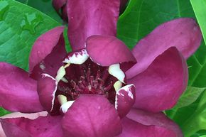 Arbre aux an�mones 'Aphrodite'