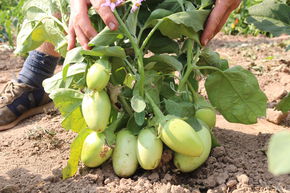 Aubergine Applegreen (PP1011) BIO