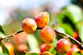 Abricot 'Bergeron'