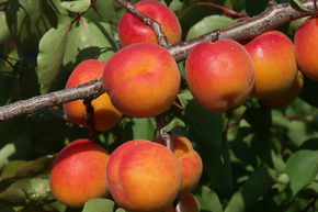 Abricot Kioto� (floraison la plus tardive, autofertile)