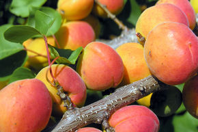 Abricot 'Orangered'