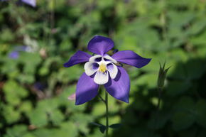Ancolie 'Spring Magic Blau-Wei�'