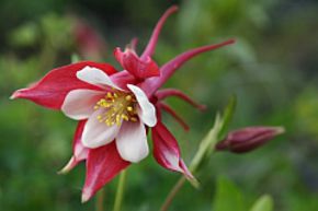 Ancolie 'Spring Magic rose-white'