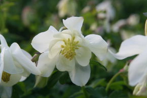 Ancolie 'Spring Magic Wei�'