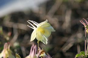Ancolie 'Spring Magic Yellow'