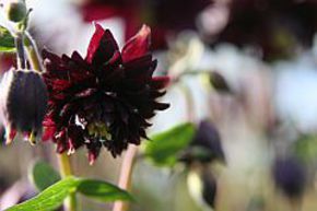 Ancolie commune 'Black Barlow'