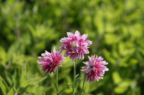 Ancolie commune 'Plena Nora Barlow'