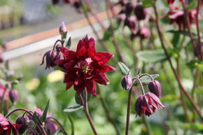 Ancolie commune 'Plena Ruby Port'