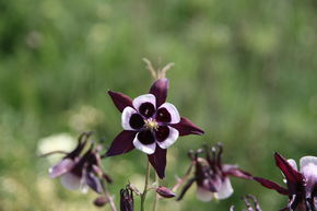 Ancolie commune 'William Guiness'