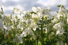 Ancolie commune 'Alba'