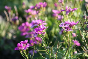 Arabette du Caucase 'Pinkie'