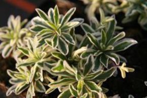 Corbeille d'argent 'Variegata'