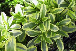 Corbeille d'Argent 'Old Gold'