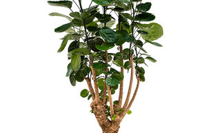 Aralia fabian