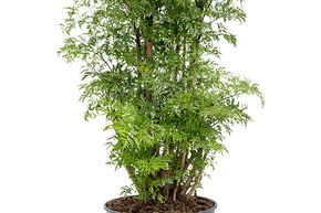 Aralia de Chine, Aralia 'Ming'