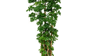 Aralia de Chine, Aralia 'Roble'